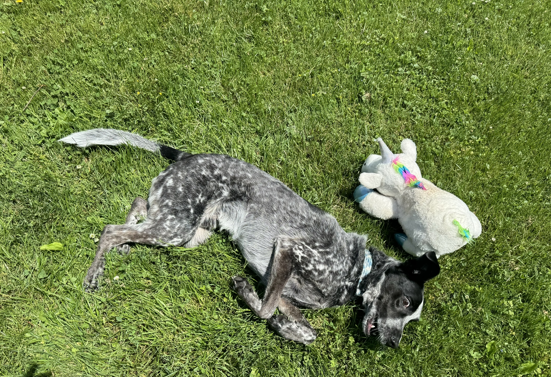 Dog on ground with toy